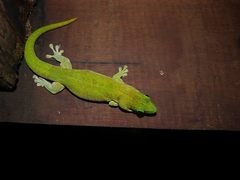 Phelsuma kochi