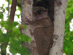 Lepilemur ankaranensis