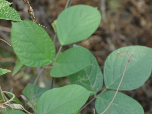 Image of Centrosema plumieri by (c) Alexis López Hernández, some rights reserved (CC BY)