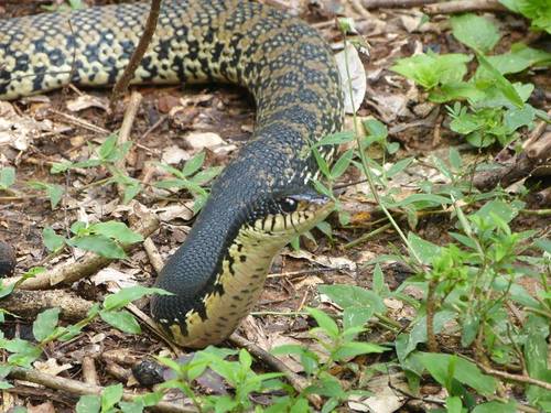 Photo of a Malagasy Giant Hognose Snake (Leioheterodon madagascariensis)