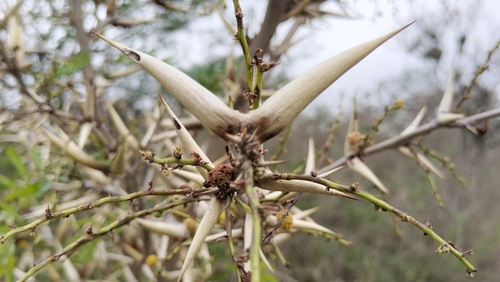 Image of Vachellia cornigera by (c) Tereso Hernández Morales, some rights reserved (CC BY)
