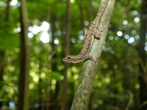 Grandidier's Dwarf Gecko, Lygodactylus tolampyae