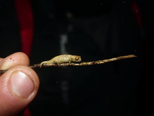 Mount d'Ambre Leaf Chameleon