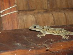 Hemidactylus mercatorius