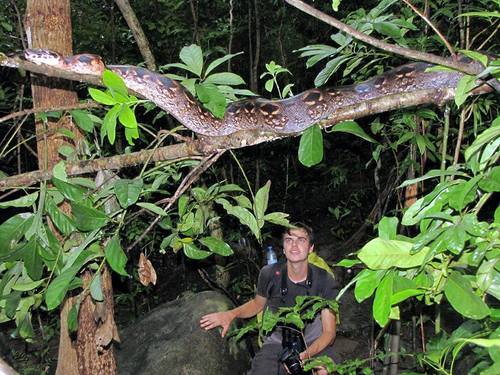 Acrantophis madagascariensis