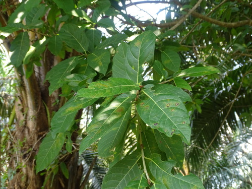 Image of Ficus crassinervia by (c) Alexis López Hernández, some rights reserved (CC BY)