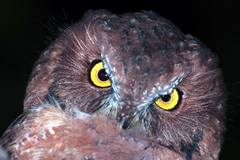 Otus rutilus rutilus