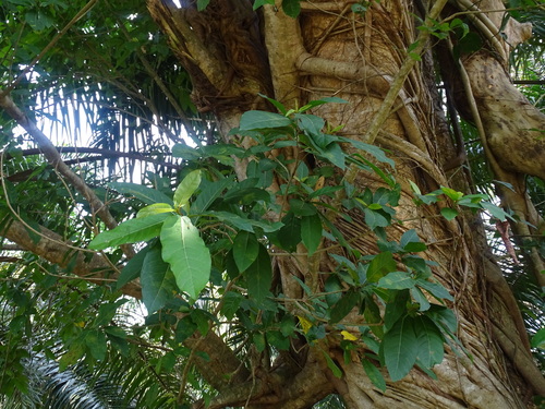 Image of Ficus crassinervia by (c) Alexis López Hernández, some rights reserved (CC BY)