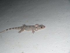 Blaesodactylus sakalava