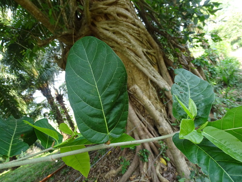 Image of Ficus crassinervia by (c) Alexis López Hernández, some rights reserved (CC BY)