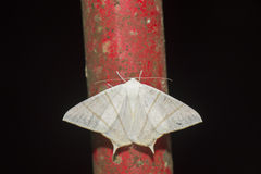 Ourapteryx pallidula