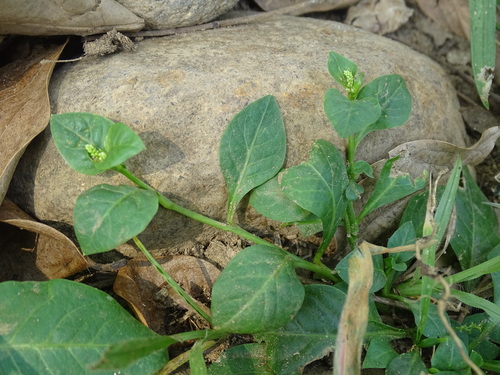 Image of Microtea debilis by (c) Alexis López Hernández, some rights reserved (CC BY)
