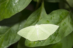 Tanaoctenia haliaria