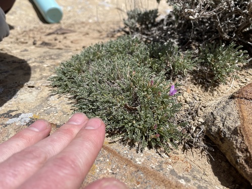 Image of Astragalus humillimus by (c) Martin Purdy, some rights reserved (CC BY)