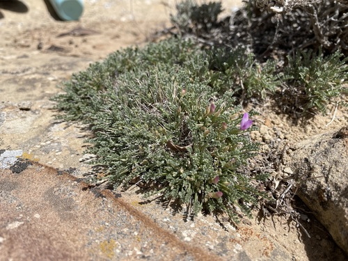Image of Astragalus humillimus by (c) Martin Purdy, some rights reserved (CC BY)