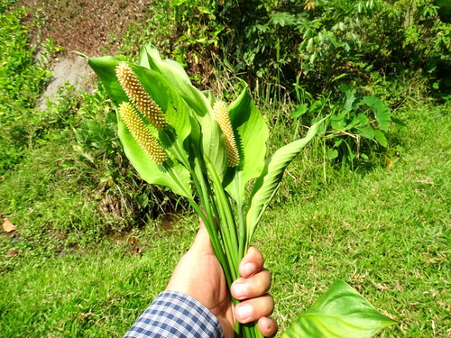 Spathiphyllum friedrichsthalii, photograph 6