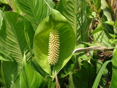 Spathiphyllum friedrichsthalii, photograph (c) Alexis López Hernández, some rights reserved (CC BY)