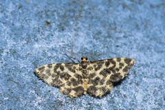 Monocerotesa abraxides