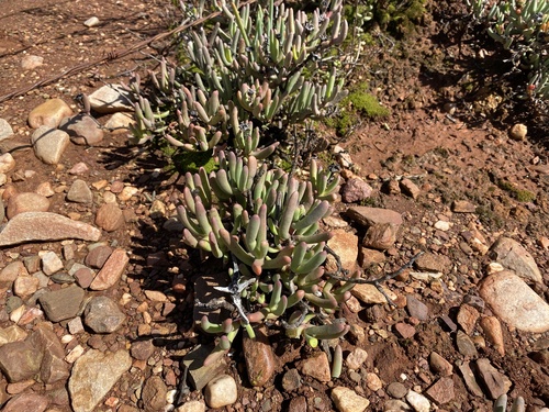 Hereroa odorata L.Bolus 4