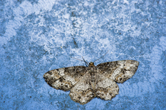 Deileptenia