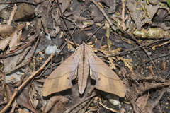 Marumba cristata bukaiana