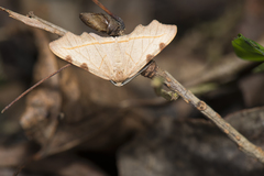 Achrosis rufescens
