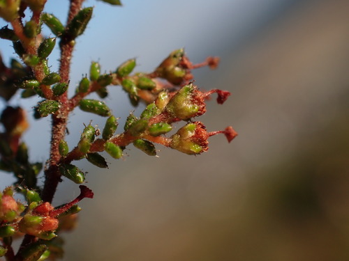 Image of Erica rigidula by (c) Ren Hoekstra, some rights reserved (CC BY)