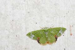 Comibaena nigromacularia