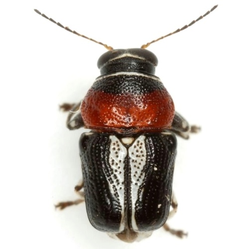 Griburius montezuma (Suffrian, 1852)