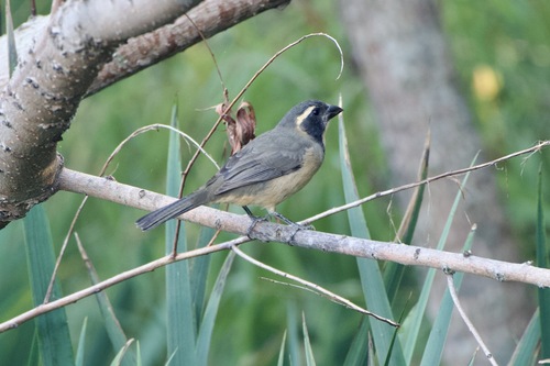Golden-billed Saltator (Saltator aurantiirostris), photo 10