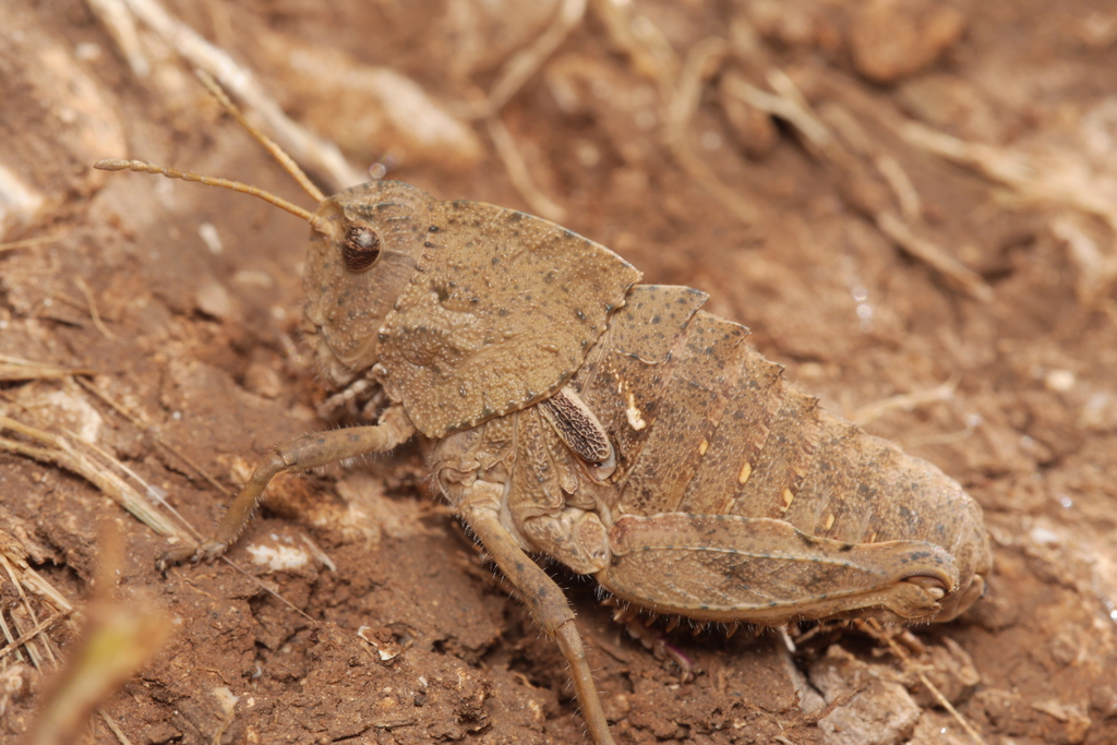Ocneridia nigropunctata
