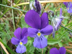 Viola dacica
