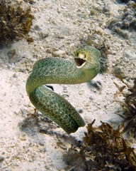 Gymnothorax pseudothyrsoideus