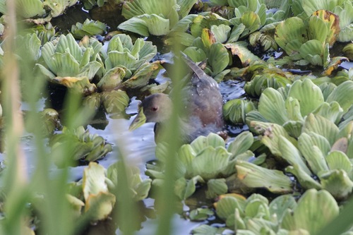 Spot-flanked Gallinule (Porphyriops melanops), photo 5