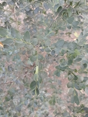Buxus