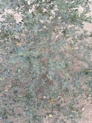 Buxus
