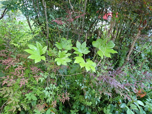 Fatsia japonica