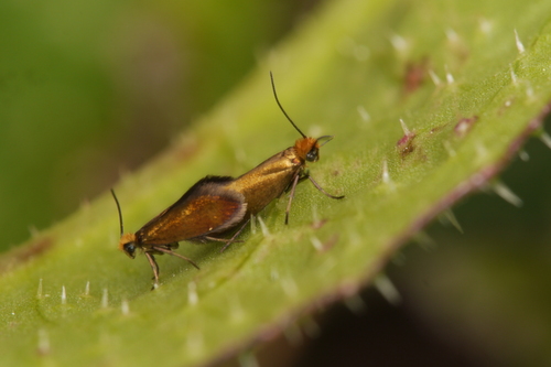 Micropterix sicanella