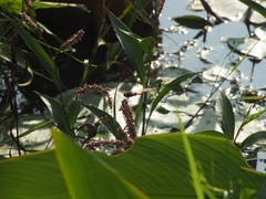 Urothemis signata yiei