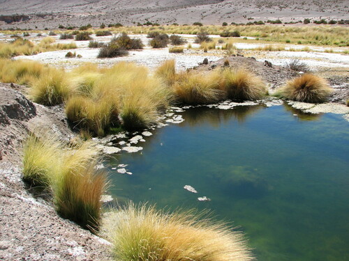 Festuca hypsophila