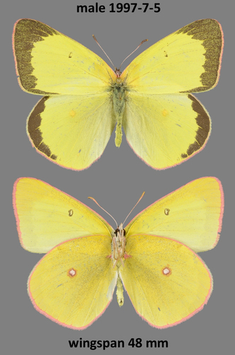 Pink-edged Sulphur