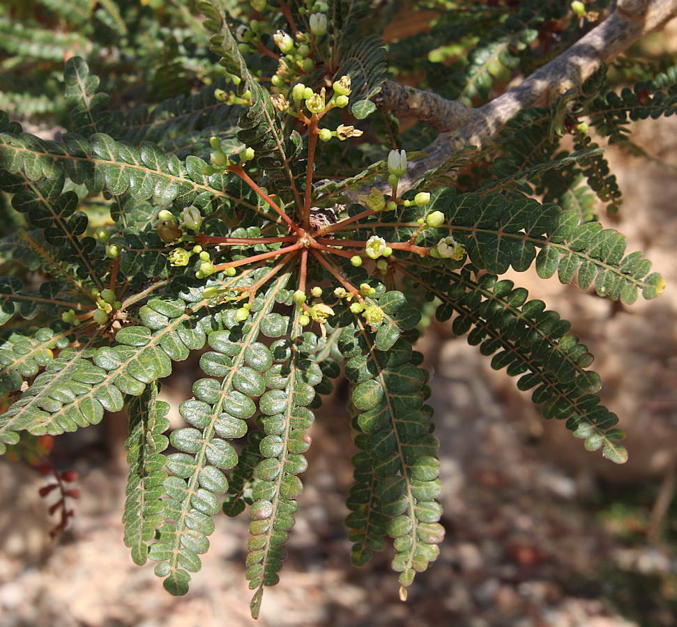 Boswellia socotrana