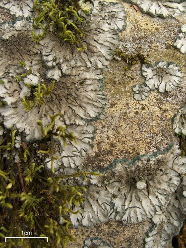 Salted Shell Lichen