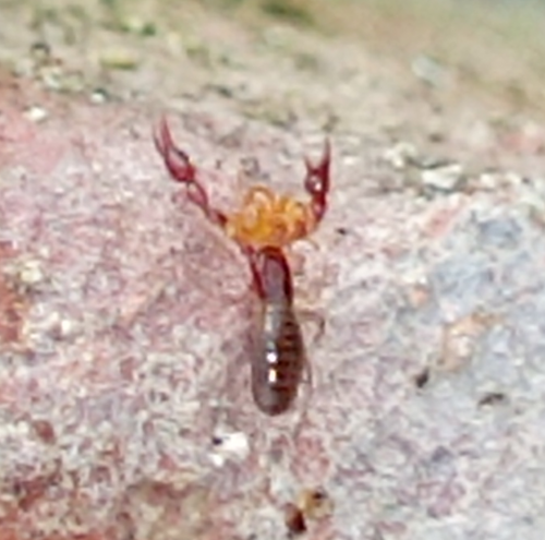 Pseudoškorpioni (Pseudoscorpiones)