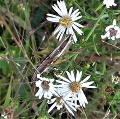 Conocephalus strictus