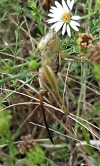 Conocephalus strictus