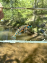 Speckled Darter photo 4