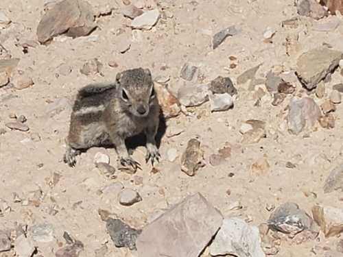White-tailed Antelope Squirrel