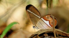 Pierella nereis
