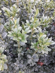 Buxus